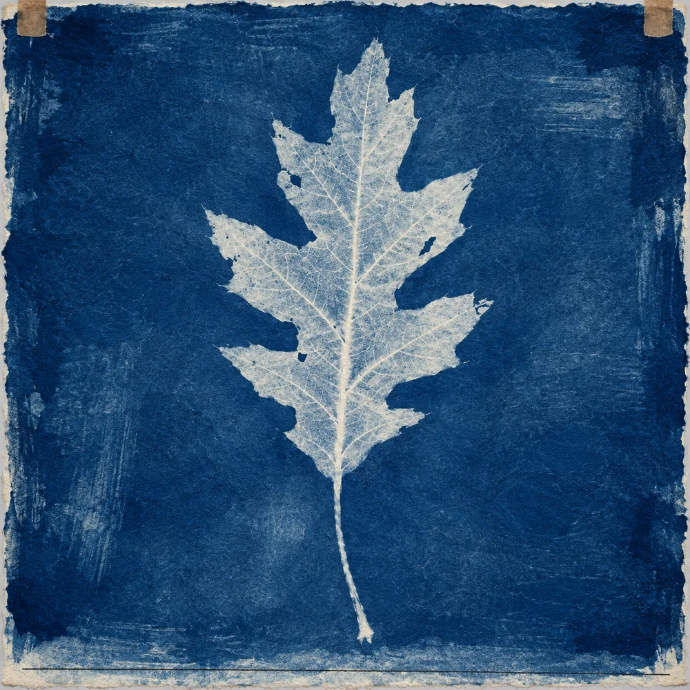 A cyanotype of a pressed oak leaf on handmade paper